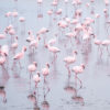 Namibia Flamingos Art Print Namibia Flamingos Art Print