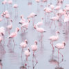 Namibia Flamingos Art Print Namibia Flamingos Art Print