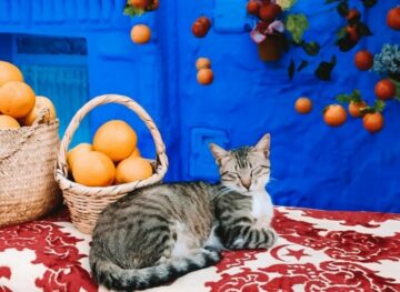 The Most Instagrammable Photo Spots in Chefchaouen Feature